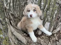 Daisy, a female Aussiedoodle for sale in Lamar, MO – Photo 2 of 6