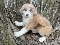 Daisy, a female Aussiedoodle for sale in Lamar, MO – Photo 3 of 6