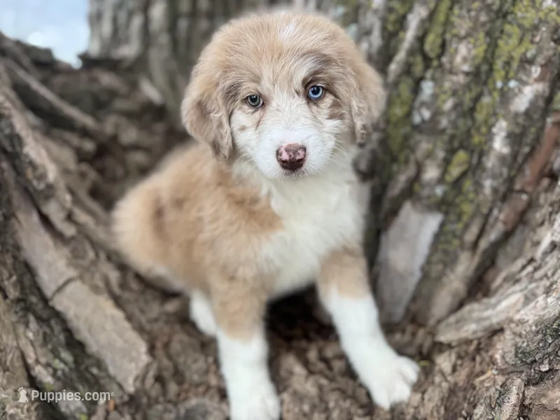 Daisy – Aussiedoodle puppy for sale in Lamar, MO