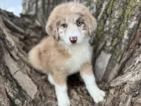 Daisy, a female Aussiedoodle for sale in Lamar, MO – Photo 1 of 6