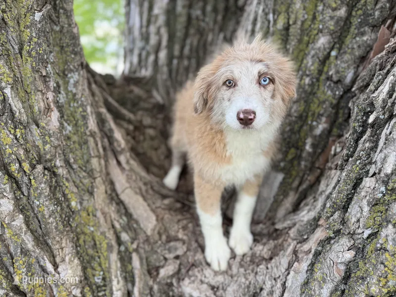 Daisy – Aussiedoodle puppy for sale in Lamar, MO
