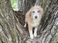 Daisy, a female Aussiedoodle for sale in Lamar, MO – 1 of 10