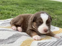 Jedi, a male Australian Shepherd for sale in Lamar, MO – 3 of 3