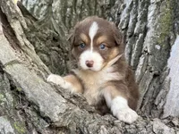 Rolli, a female Australian Shepherd for sale in Lamar, MO – 3 of 8