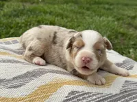 Rocky, a male Australian Shepherd for sale in Lamar, MO – 2 of 3