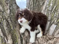 Huck, a male Aussiedoodle for sale in Lamar, MO – Photo 3 of 6