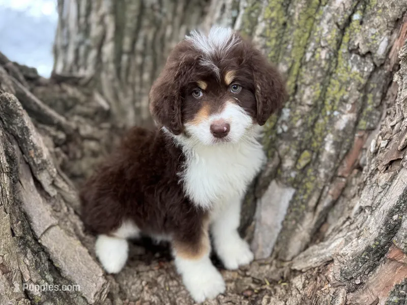 Huck – Aussiedoodle puppy for sale in Lamar, MO