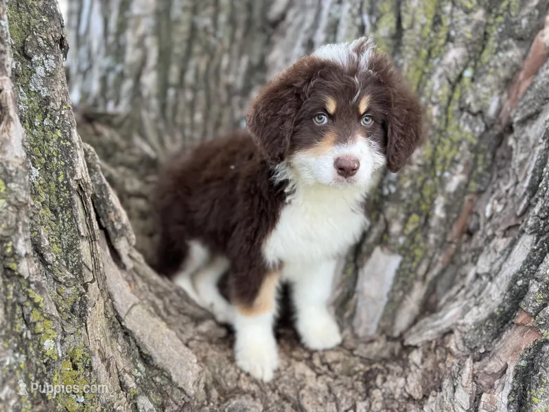 Huck – Aussiedoodle puppy for sale in Lamar, MO