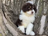 Huck, a male Aussiedoodle for sale in Lamar, MO – Photo 2 of 3