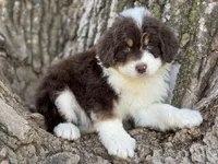 Huck, a male Aussiedoodle for sale in Lamar, MO – Photo 1 of 3