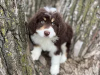 Huck, a male Aussiedoodle for sale in Lamar, MO – Photo 2 of 6