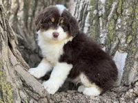 Huck, a male Aussiedoodle for sale in Lamar, MO – Photo 3 of 3