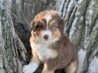 Scout, a male Australian Shepherd for sale in Lamar, MO – 2 of 4