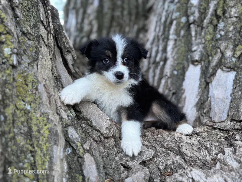 Lexi – Australian Shepherd puppy for sale in Lamar, MO