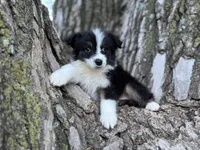 Lexi, a female Australian Shepherd for sale in Lamar, MO – Photo 1 of 8