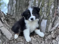 Lexi, a female Australian Shepherd for sale in Lamar, MO – Photo 2 of 8