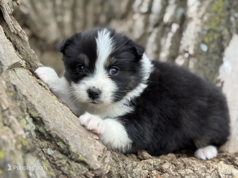 Lexi – Australian Shepherd puppy for sale in Lamar, MO