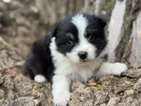 Lexi, a female Australian Shepherd for sale in Lamar, MO – Photo 2 of 3