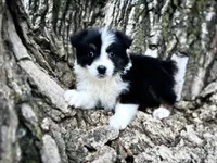 Lexi, a female Australian Shepherd for sale in Lamar, MO – Photo 5 of 8