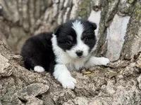Lexi, a female Australian Shepherd for sale in Lamar, MO – Photo 3 of 3