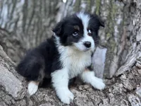Lexi, a female Australian Shepherd for sale in Lamar, MO – Photo 3 of 8