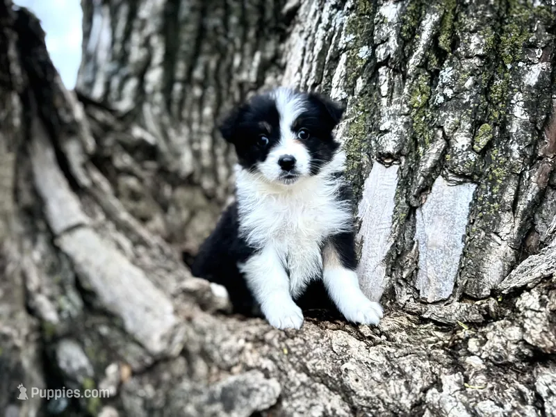 Lexi – Australian Shepherd puppy for sale in Lamar, MO