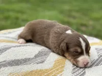 Rolli, a female Australian Shepherd for sale in Lamar, MO – 2 of 3