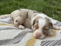 Rocky, a male Australian Shepherd for sale in Lamar, MO – 1 of 3