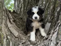 Archer, a male Australian Shepherd for sale in Lamar, MO – 3 of 6
