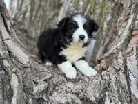 Nova, a female Australian Shepherd for sale in Lamar, MO – 5 of 9
