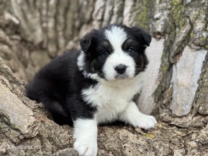 Nova – Australian Shepherd puppy for sale in Lamar, MO