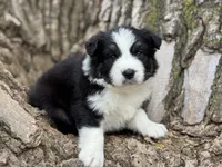 Nova, a female Australian Shepherd for sale in Lamar, MO – Photo 1 of 3