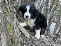 Nova, a female Australian Shepherd for sale in Lamar, MO – 2 of 9