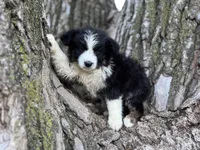 Nova, a female Australian Shepherd for sale in Lamar, MO – 3 of 9
