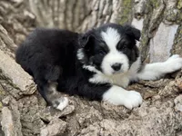 Nova, a female Australian Shepherd for sale in Lamar, MO – Photo 3 of 3