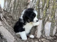 Nova, a female Australian Shepherd for sale in Lamar, MO – 6 of 9