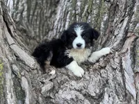 Nova, a female Australian Shepherd for sale in Lamar, MO – 1 of 9