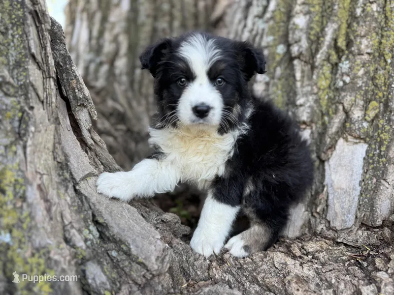 Nova – Australian Shepherd puppy for sale in Lamar, MO