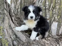 Nova, a female Australian Shepherd for sale in Lamar, MO – 4 of 9