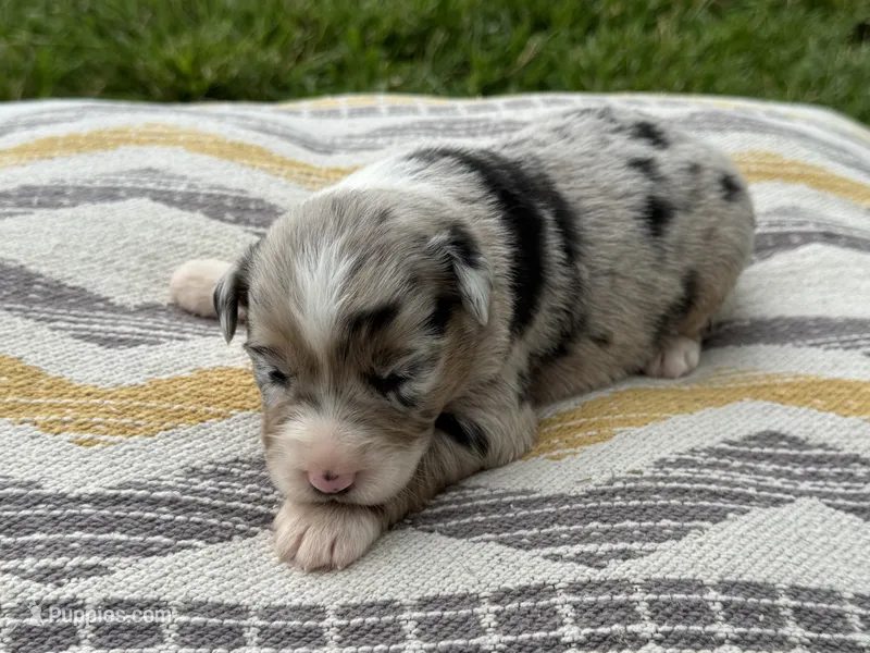 Stoney – Australian Shepherd puppy for sale in Lamar, MO
