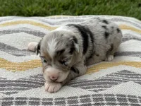 Stoney, a male Australian Shepherd for sale in Lamar, MO – 1 of 3