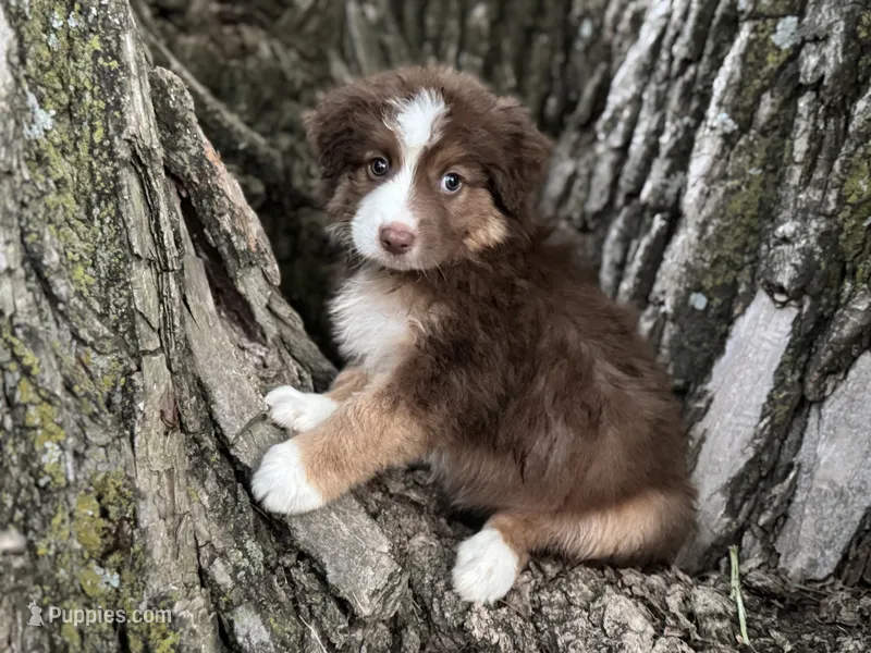 Jedi – Australian Shepherd puppy for sale in Lamar, MO