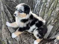 Diggs, a male Australian Shepherd for sale in Lamar, MO – 5 of 5