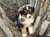 Dolly, a female Australian Shepherd for sale in Lamar, MO – 4 of 4