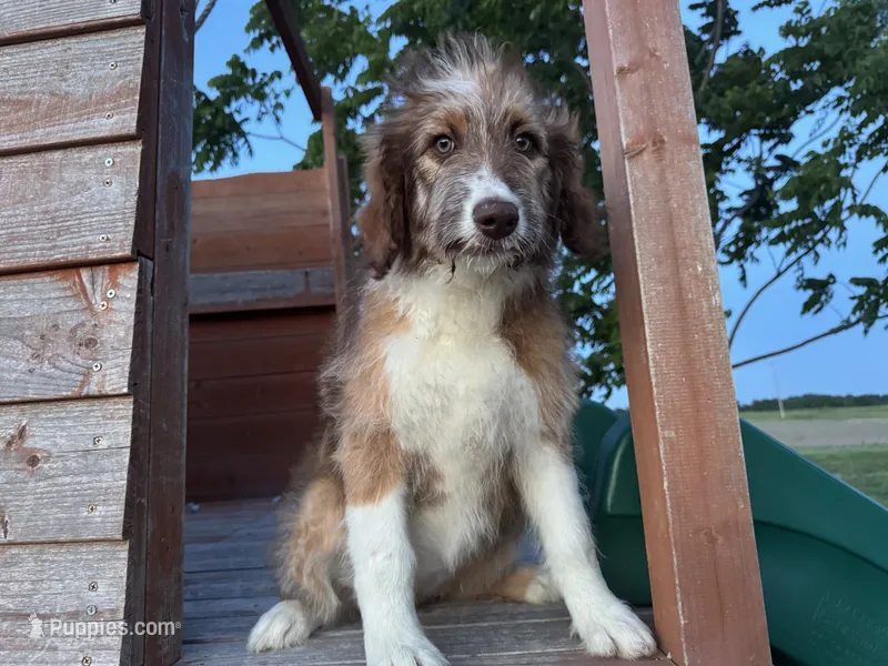 Riley – Aussiedoodle puppy for sale in Lamar, MO
