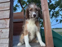 Riley, a female Aussiedoodle for sale in Lamar, MO – 1 of 10