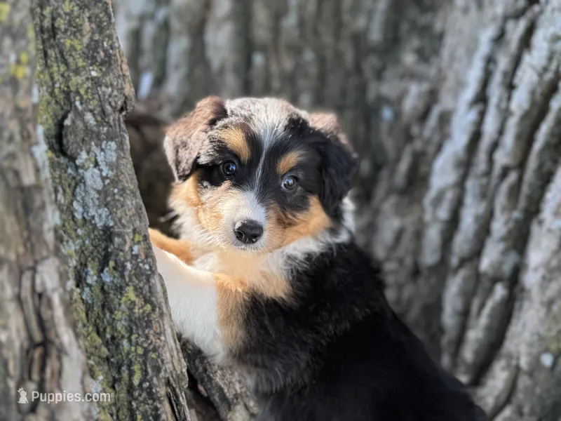 Dolly – Australian Shepherd puppy for sale in Lamar, MO