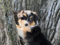 Dolly, a female Australian Shepherd for sale in Lamar, MO – 1 of 4