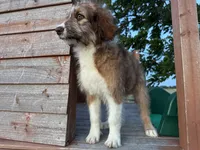Riley, a female Aussiedoodle for sale in Lamar, MO – 3 of 10