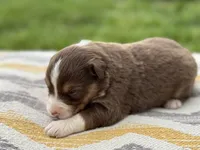 Rolli, a female Australian Shepherd for sale in Lamar, MO – 3 of 3